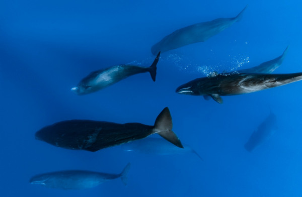 «Protecting Blue Corridors», οι θαλάσσιες διαδρομές των φαλαινών χρειάζονται προστασία