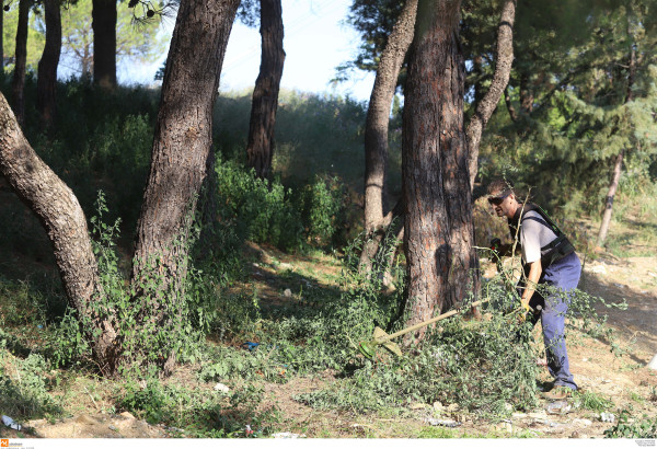 Γιάννης Τριήρης: Τα «ξερόχορτα» του επιτελικού κράτους