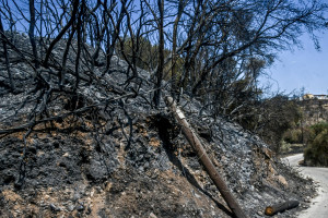 Δήμος Λαυρεωτικής: Μήνυση κατά του ΔΕΔΔΗΕ για τα αίτια που οδήγησαν στην πρόκληση της πυρκαγιάς