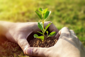 Πρωτοβουλία «75UN – 75 Trees UNAI SDG7» Μνημόνια Συνεργασίας