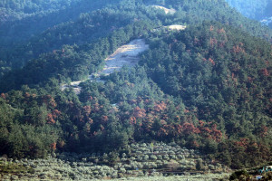 ΥΠΕΝ: ﻿Υλοποιείται ευρύ πρόγραμμα εξάλειψης της προσβολής από το φλοιοφάγο έντομο γύρω από τη Θεσσαλονίκη