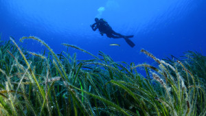 WWF Ελλάς, ΕΛΚΕΘΕ και Cyclades Preservation Fund ενώνουν δυνάμεις για να προστατεύσουν τα Λιβάδια Ποσειδωνίας