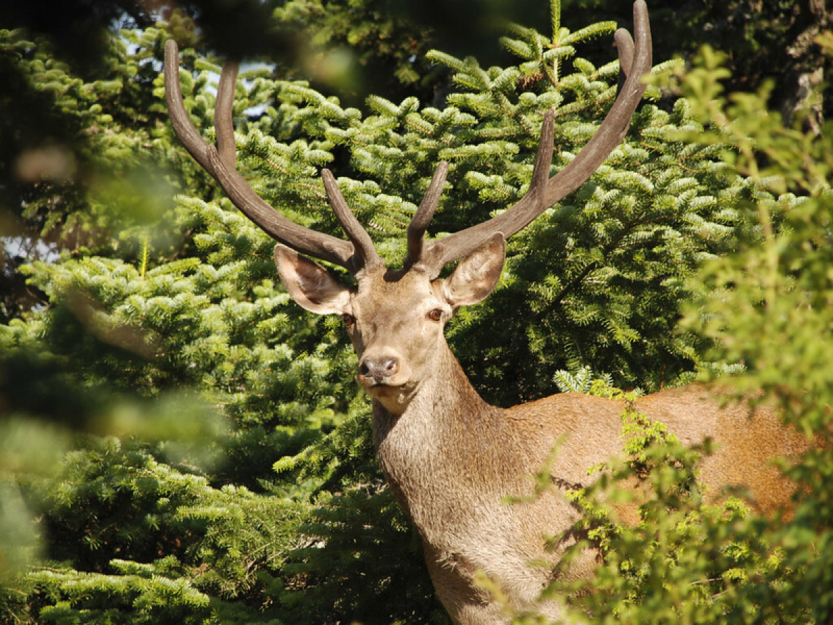 WWF Ελλάς: Οι οικολογικοί διάδρομοι ως μέσο προστασίας της άγριας ζωής