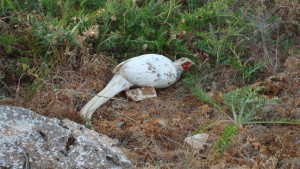 Yπεγράφη η απόφαση για την τροποποίηση των ορίων της Ελεγχόμενης Κυνηγετικής Περιοχής Παρνασσίδας