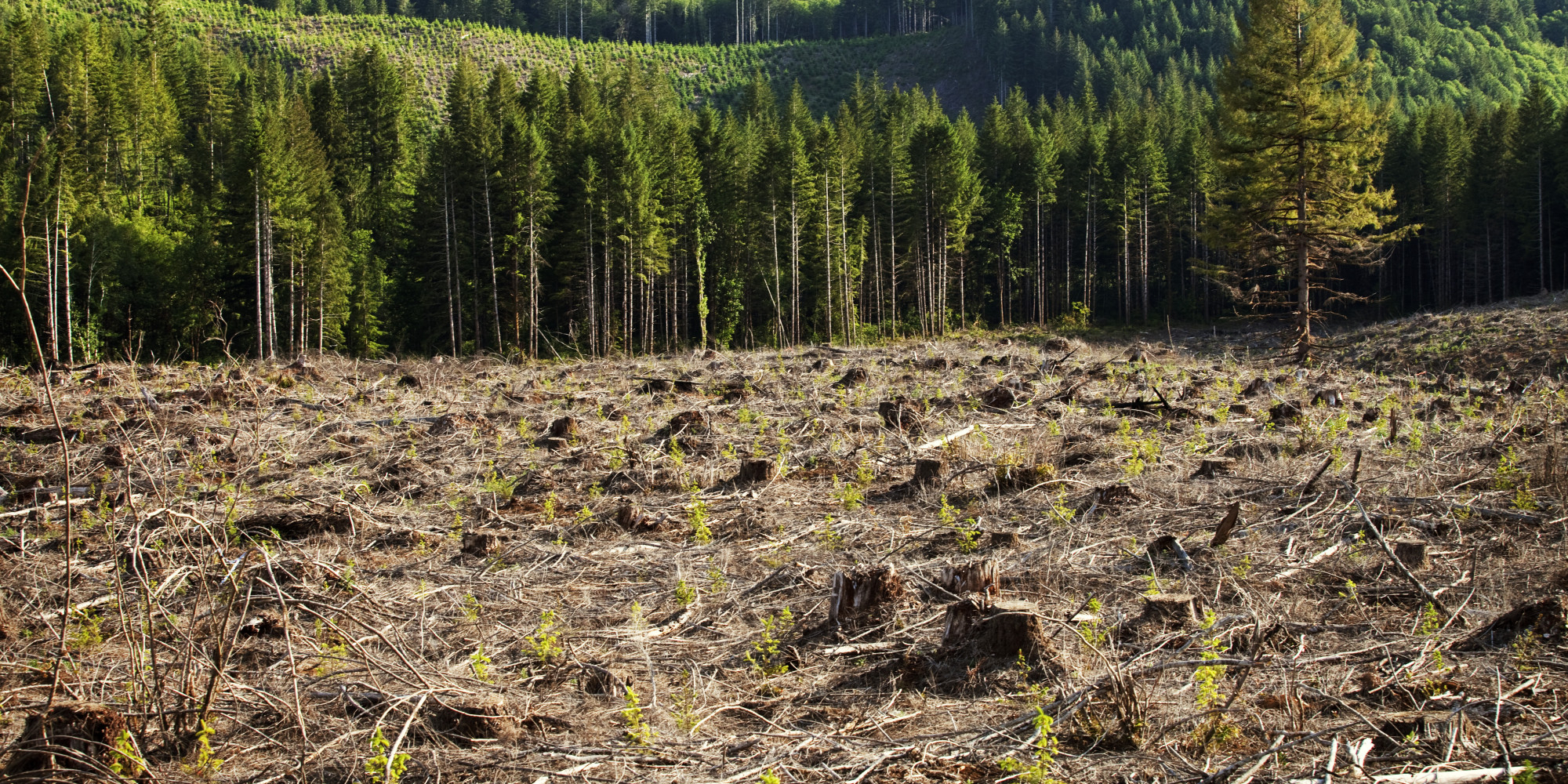 Ευρωκοινοβούλιο: Νομοθετική πρόταση για να μπει φραγμός στην αποψίλωση των δασών